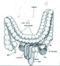 肠道和子宫的关系