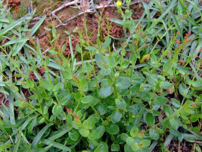  p>小二仙草属陆生平卧或直立的纤细 a target="_blank" href="/item