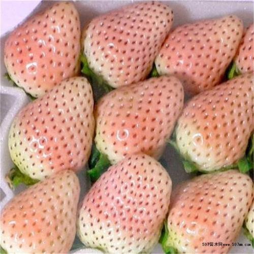 桃熏草莓苗属于白草莓草莓苗吗 桃熏草莓苗结果苗的种植时间