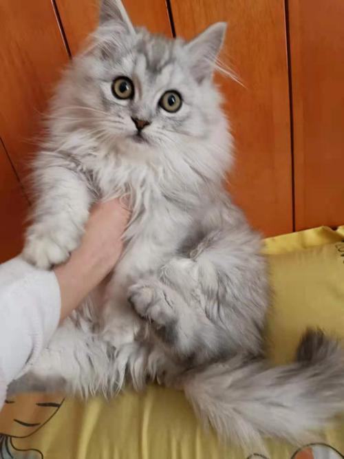 英短渐层起司猫爆毛长毛渐层