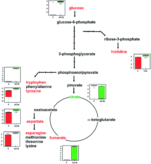 aspartate, histidine, tryptophan, and tyrosine and tca cycle