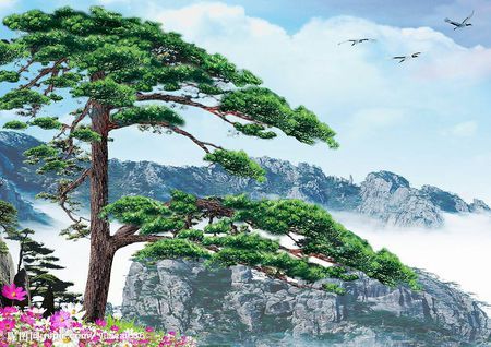 唯美意境松树图片