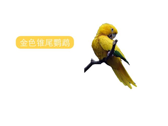 金色锥尾鹦鹉(学名:guaruba guarouba)是一种中型鹦鹉,体长34厘米,是