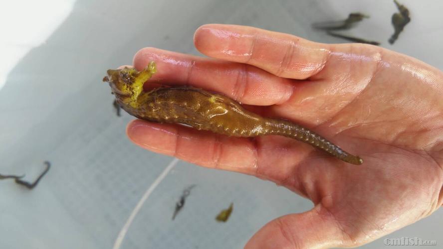 生鲜海马配怎么吃才补—— 海马炖鸡汤补肾壮阳.