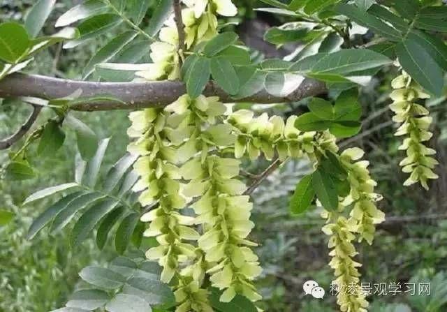 我国常见行道,庭荫,园林树种简介