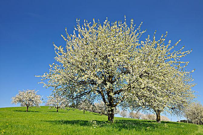 樱桃树