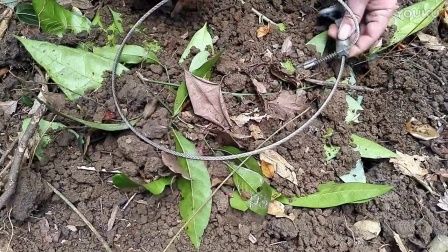 野猪陷阱安装教程野猪吊脚套安装大型吊脚套陷阱安装野猪锁脚套安装