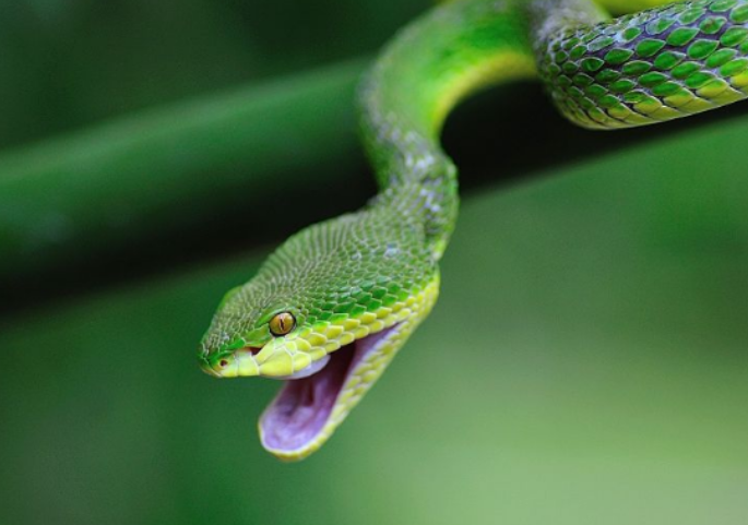 村里面的人都笑他,见蛇不要跑,他是看不见你的,他用耳朵