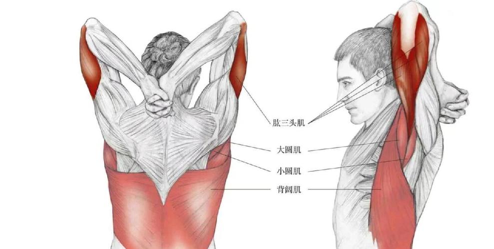 这个动作不仅能拉伸肱三头肌,还能锻炼到大圆肌,小圆肌和背阔肌哦!