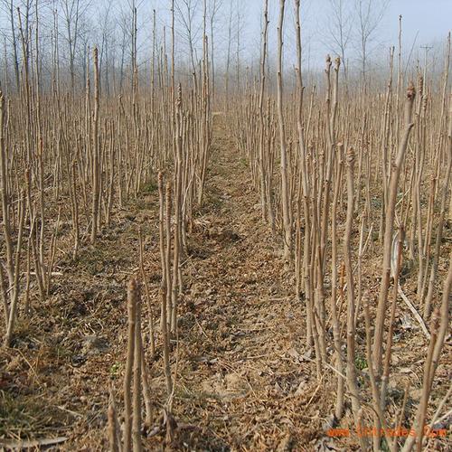 银杏小苗价格1米高银杏树苗销售价格低量大