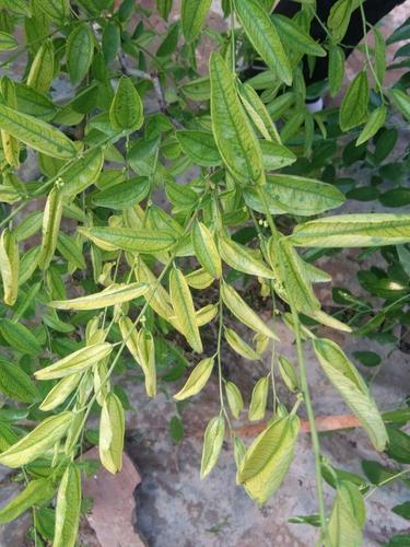 防疮痂病的药 14,冷棚花前打什么类型的叶面肥?