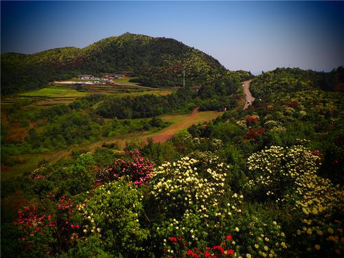杜鹃花海