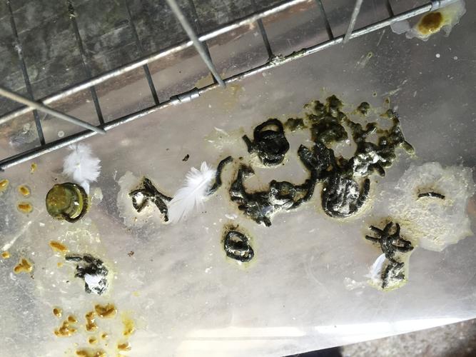 鸽子拉的粪便,打喷嚏,毛滴虫和呼吸道都清理过,没多大