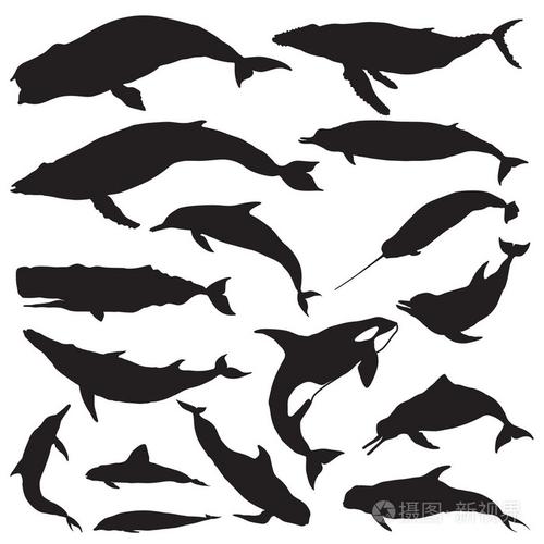 鲸鱼剪影集