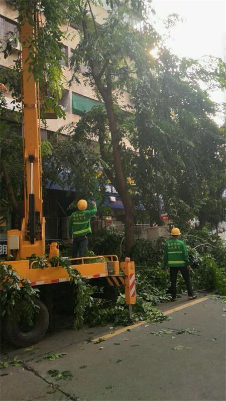 降低树木倒伏风险 海口美兰区修剪181株树木