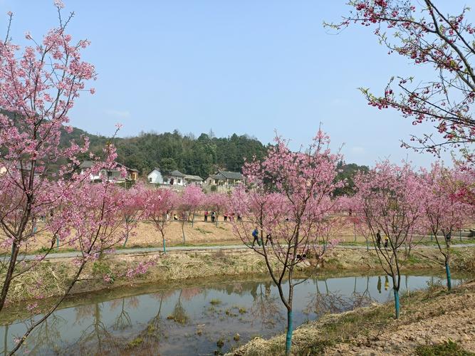 醉美湘潭七星村200亩樱花争相怒放