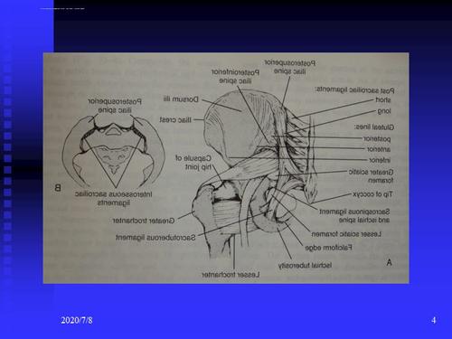 骨盆的临床解剖
