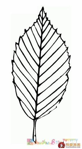 树叶简笔画,叶子简笔画图片大全