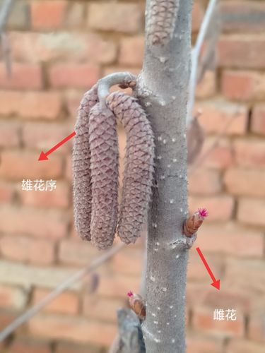 我第一次看见榛子树的雌花,红红的,好迷人