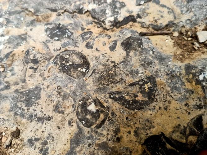 其实这是腕足动物化石,通俗点说是一些贝壳化石.