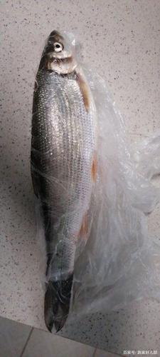 汉江河聚多)(樱花鱼)