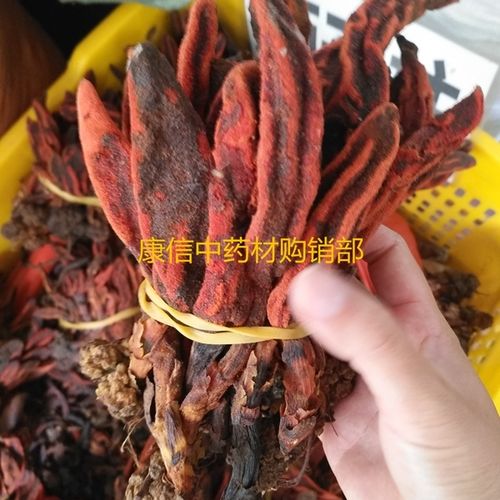 野生顶天柱 泡酒煲汤 回春草 劲鞭阳 不老草 500g 中要材 草苁蓉