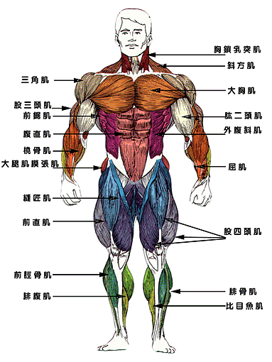 poppin要用到这么多的肌肉呢.不会要让我成为肌肉女才能跳poppin吧!