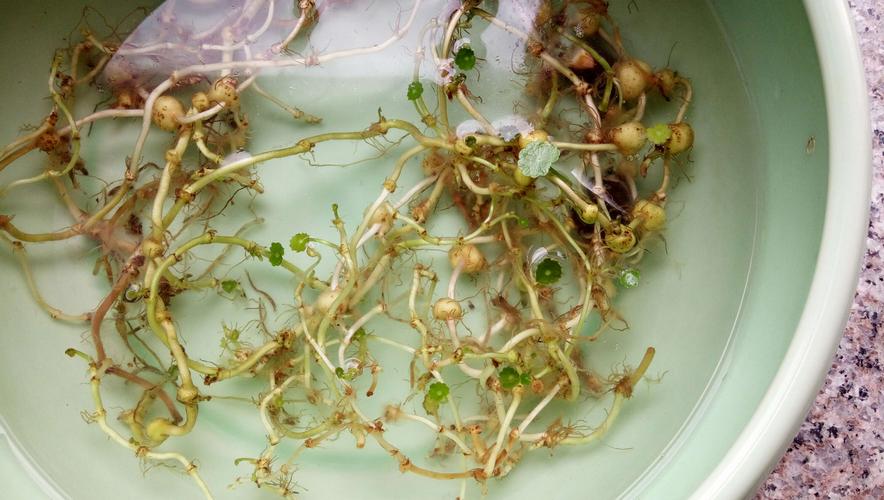 铜钱草生根发芽