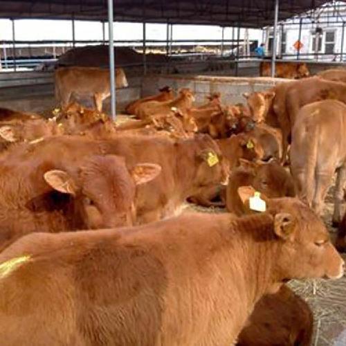 肉牛利木赞牛大型肉牛养殖基地