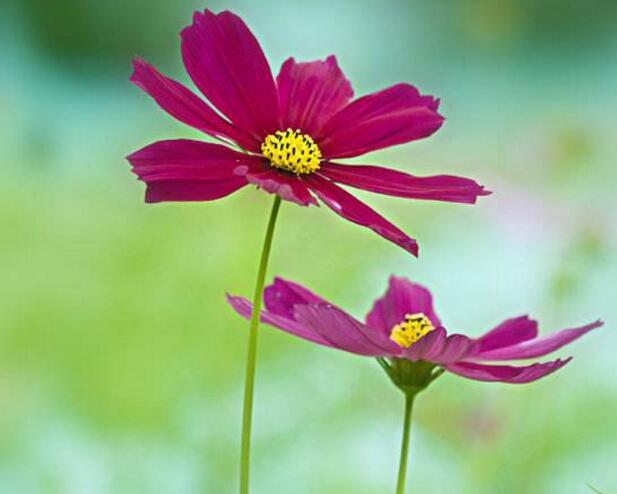 格桑花的花语和寓意,格桑花到底是什么