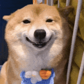 狗子表情 | 柴犬表情包(十八)