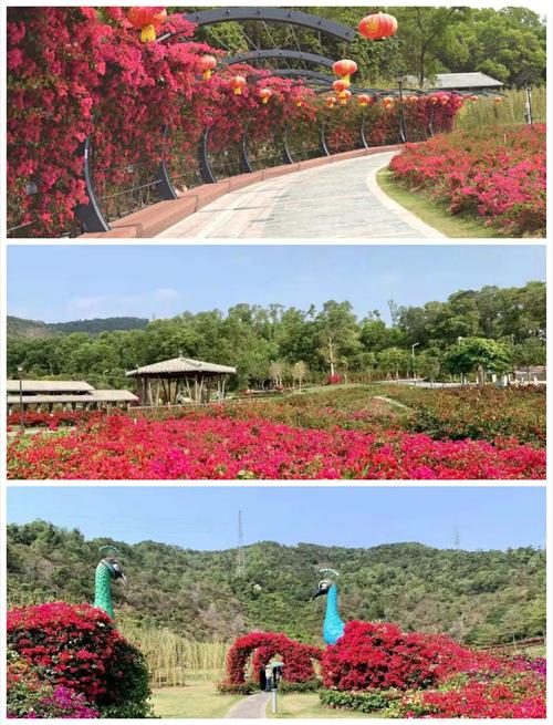 满城芬芳,将三月的宝安娓娓道来_深圳宝安网