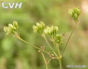 田葛缕子(学名:carum buriaticum)为伞形科葛缕子属的植物.