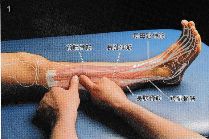 康复触诊新章节-97趾长伸肌(下)
