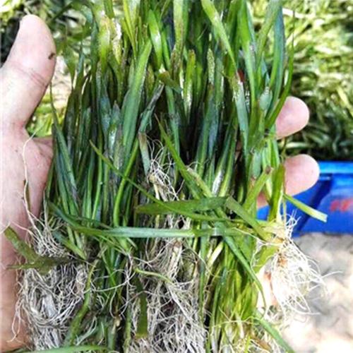 苦草 矮生苦草 大苦草供应四季矮生苦草,耐寒苦草,矮生苦草,四季常绿