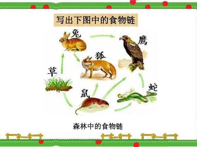 湘教版六年级科学上册第1单元 写出下图中的食物链 森林中的食物链