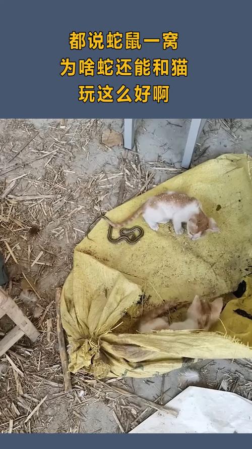 都说蛇鼠一窝,为啥蛇还能和猫,玩的这么好?