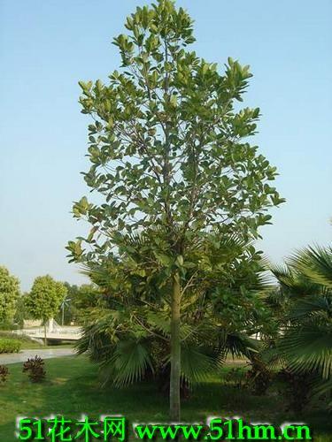 波罗蜜|菠萝蜜|树菠萝|木菠萝[桑科.]图片