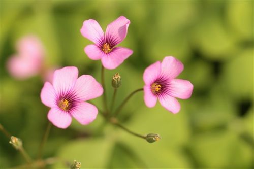 照片该如何拍?史上最全手机摄影构图法