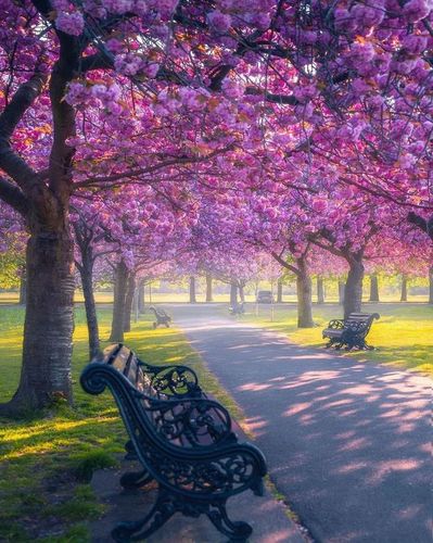 满树鲜花美好世界