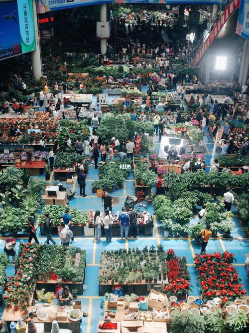 云南昆明斗南花市_花市_斗南花市_洋甘菊_金桂街_蔷薇