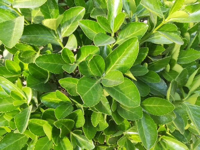 冬青叶更绿,吐故又纳新!