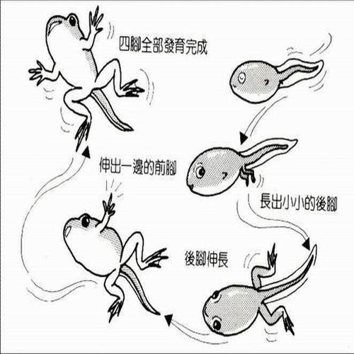 蝌蚪是怎么变成青蛙的简笔画