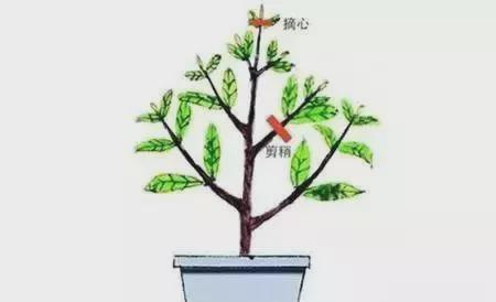 养花要七分管三分剪花卉如何修剪你一定要懂