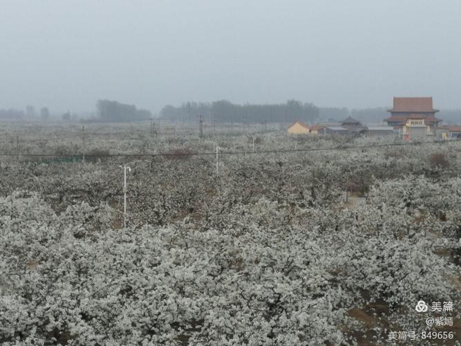 赏花 冠州梨园 冠县梨园历史悠久,据史书记载,早在汉武帝时期,冠县