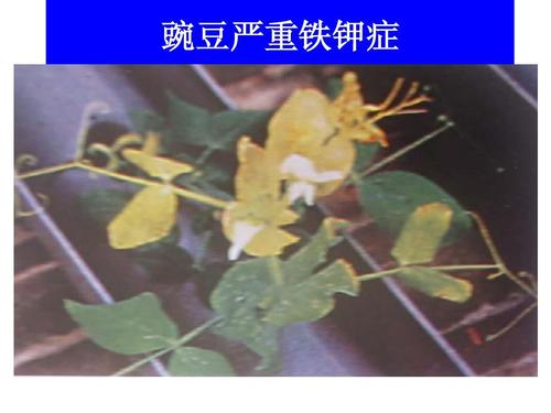 豌豆严重铁钾症