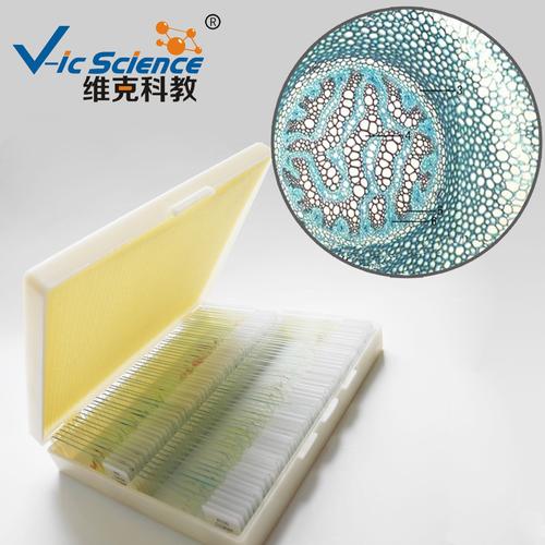 石松茎横切 生物切片 植物类 蕨类 显微镜用