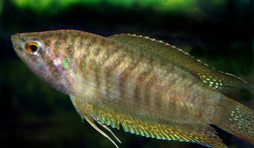 丝足鲈科    osphronemidae      斗鱼亚科     macropodusinae