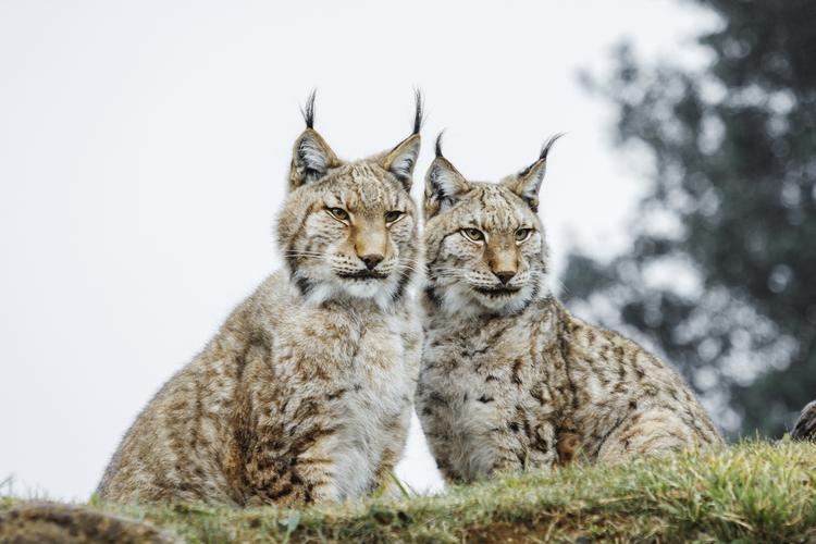 endangered iberian lynx population jumps 10-fold