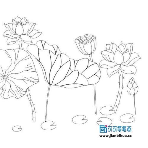 荷花荷叶简笔画简单漂亮,荷花荷叶画法